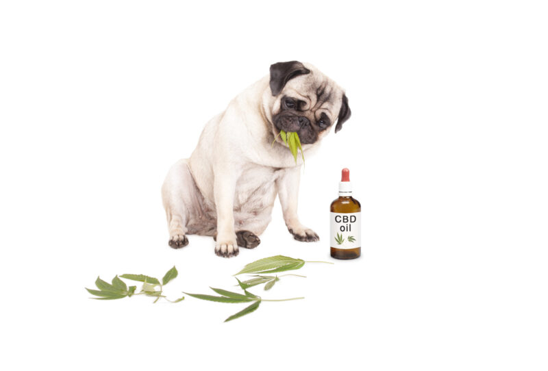 More and more pet owners are turning to CBD products for their furry friends. Here's what you need to know about the safety and use of CBD for pets.