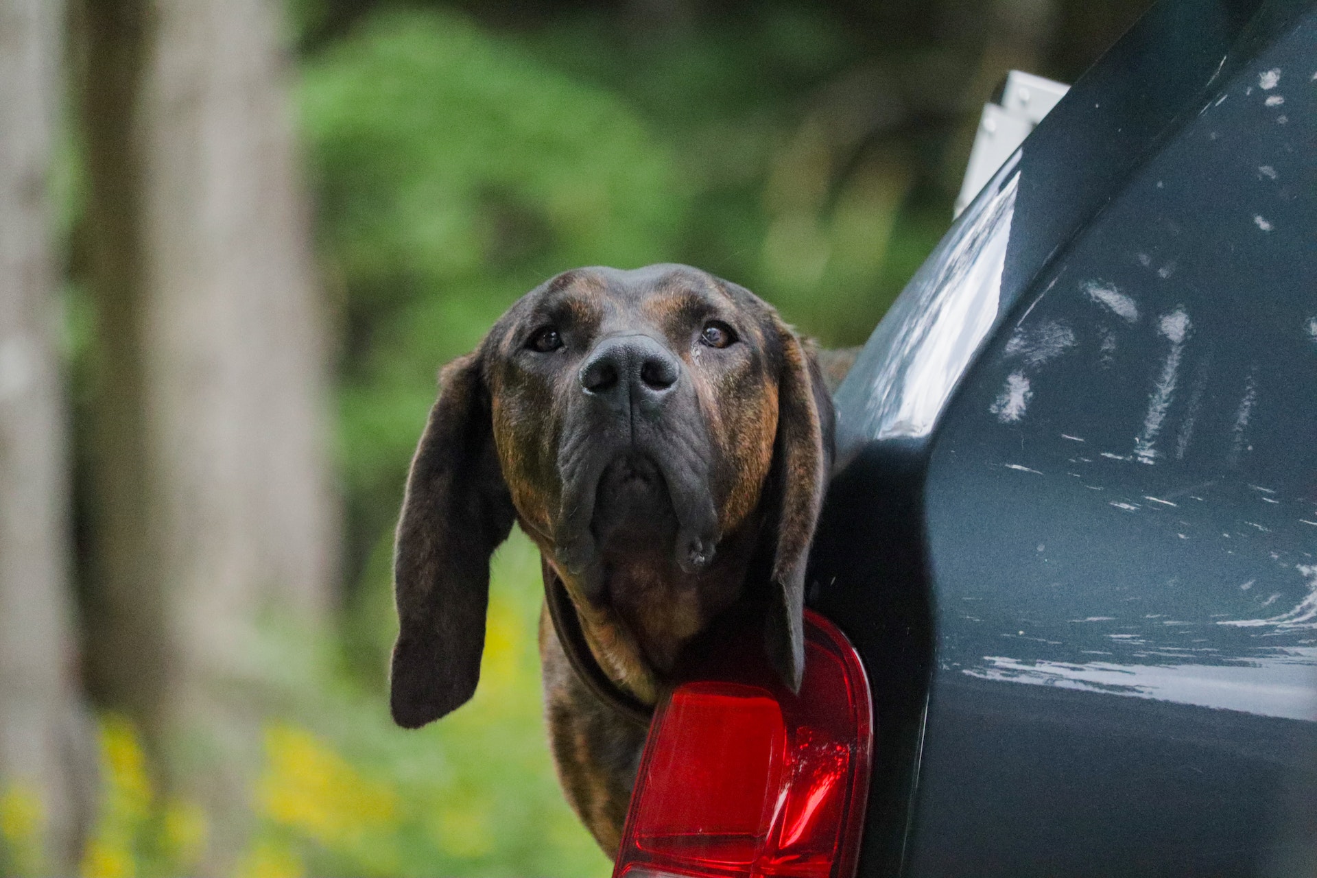 Benefits of Bringing Your Dog to a Boarding Kennel Big Dog Growlers