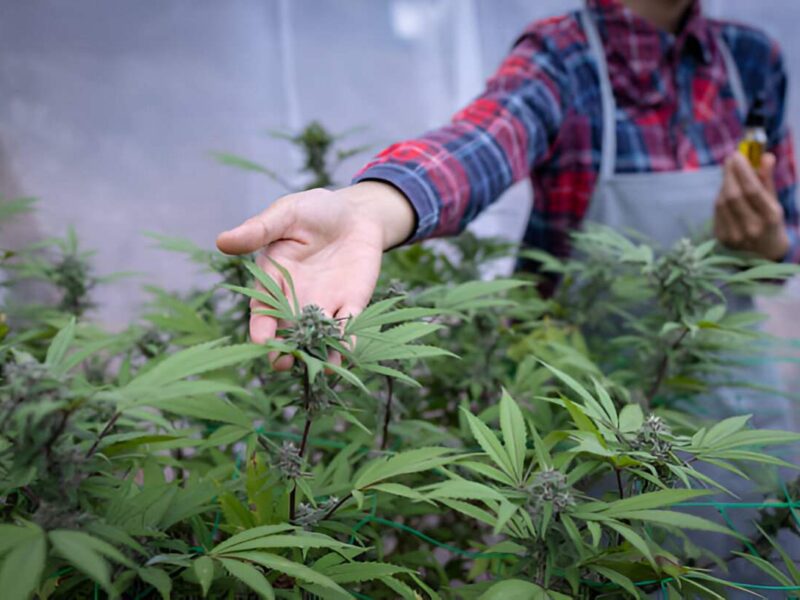 ultimate guide to cbd and thc for your wellness