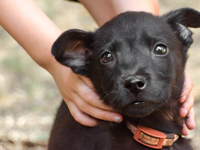 preparing for your first dog with this essential checklist